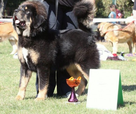 CH Ronda Henriet´s garden,(ARISSA x VIJAY)